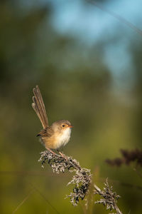 Close-up of bird perching on twig