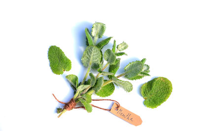Close-up of green plant against white background