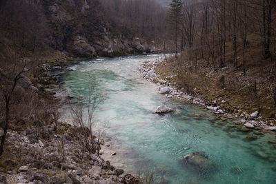 Scenic view of forest