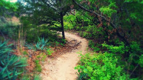 Road amidst trees in forest