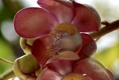 Close-up of pink flowering plant