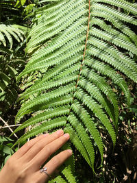 Close-up of hand touching leaves