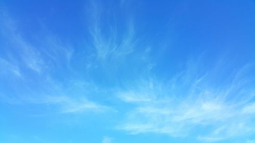 Low angle view of trees against blue sky