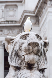 Seagull resting on a roman statue with a historic building behind it