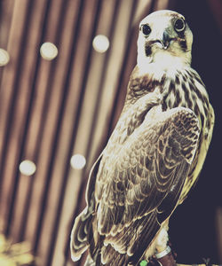 Close-up of bird perching