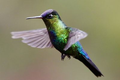 Close-up of bird flying