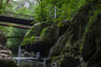 Scenic view of waterfall in forest