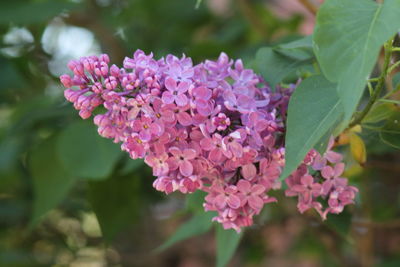 Close-up of pink flowering plant