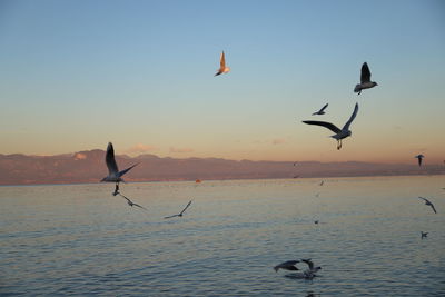 Seagulls flying over sea against sky