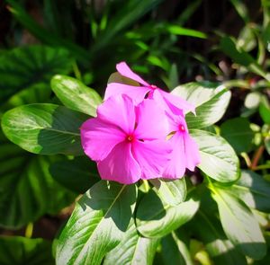 Close-up of pink flowering plant