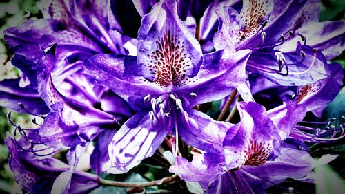 Close-up of purple flowers