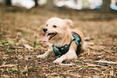 Dog running on field