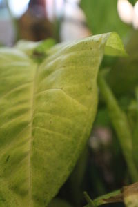 Close-up of fresh green leaf