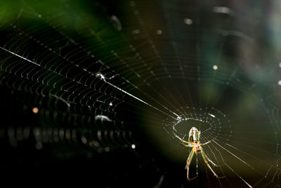 Close-up of spider web