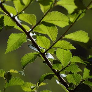 Close-up of green leaves