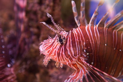 Close-up of fish swimming in sea