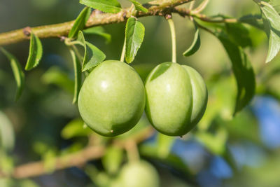 Close-up of fruits growing on tree