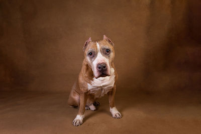 Portrait of dog sitting on floor