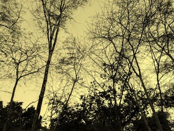 Low angle view of silhouette trees against sky at sunset