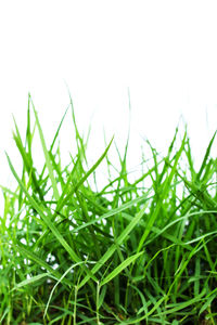 Close-up of grass growing in field against clear sky