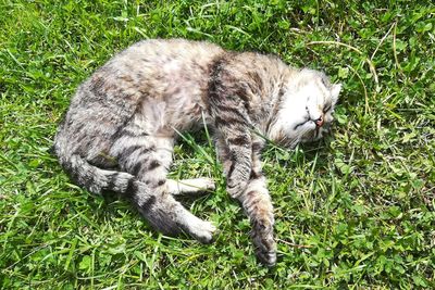 View of a cat on field