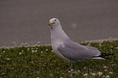 Close-up of seagull perching on a field