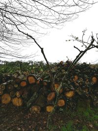 Stack of logs against trees