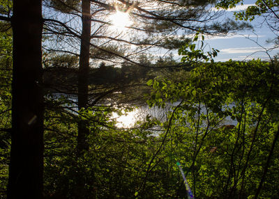Trees by lake in forest against sky