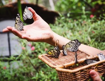 Cropped hand with butterflies