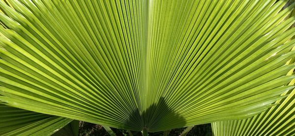 Close-up of palm leaf