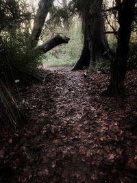 Sunlight falling on trees in forest