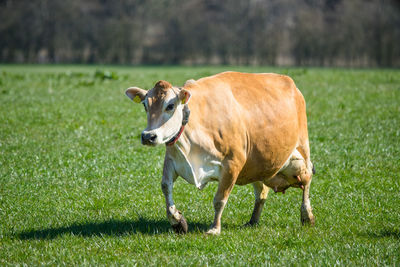 Cow standing in field