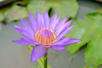 Close-up of lotus water lily in pond