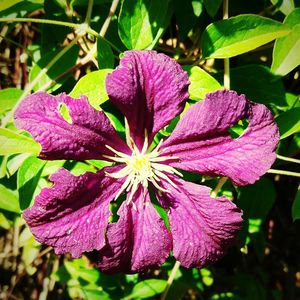 Close-up of fresh purple flower blooming outdoors