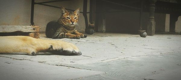 Portrait of cat sitting outdoors