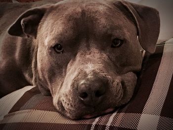 Close-up portrait of dog