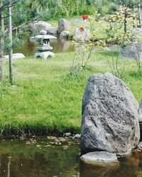 View of trees by grass in water