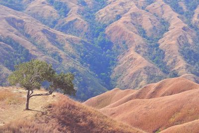 High angle view of trees on land