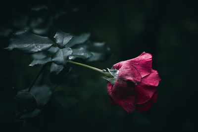 Close-up of a red rose flower