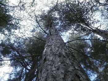 Low angle view of trees in forest