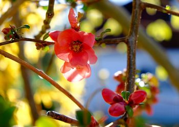 Close-up of red flowers