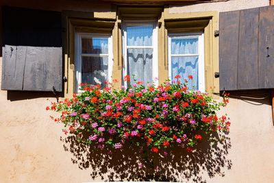 Low angle view of flowers