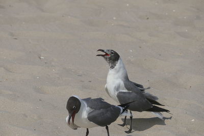 High angle view of birds on beach