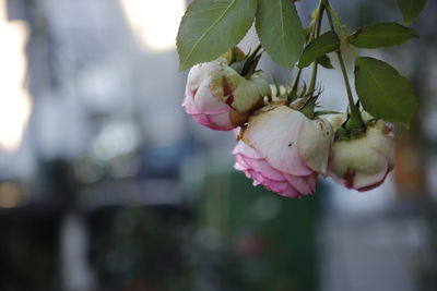 Close-up of pink flowering plant