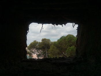 Trees seen through arch