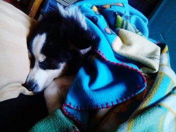 Dog resting on couch