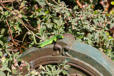 Close-up of lizard on plant