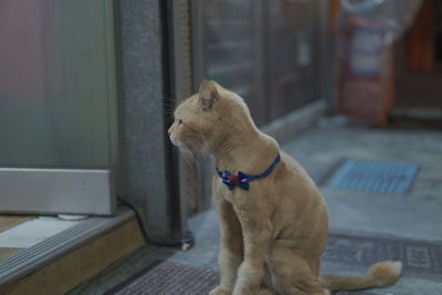 Full length of a cat looking away at home