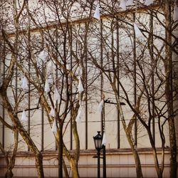 Bare trees against sky in city