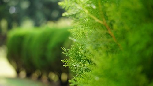 Close-up of plant